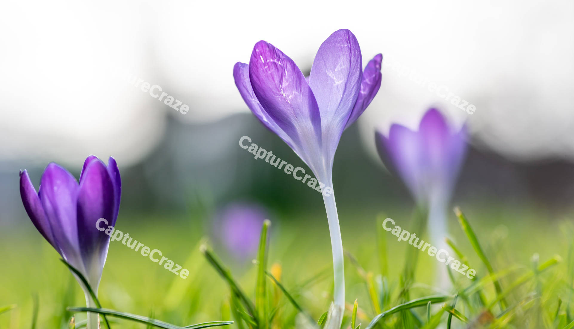 Crocus